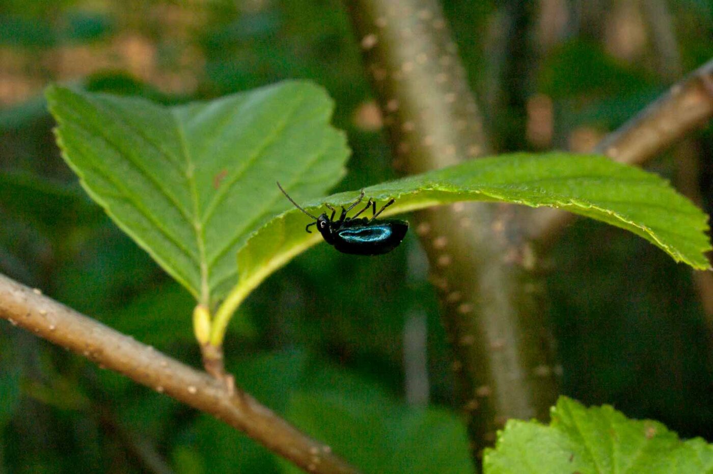 2017-05-06 - NSG Brinksknapp Recklinghausen