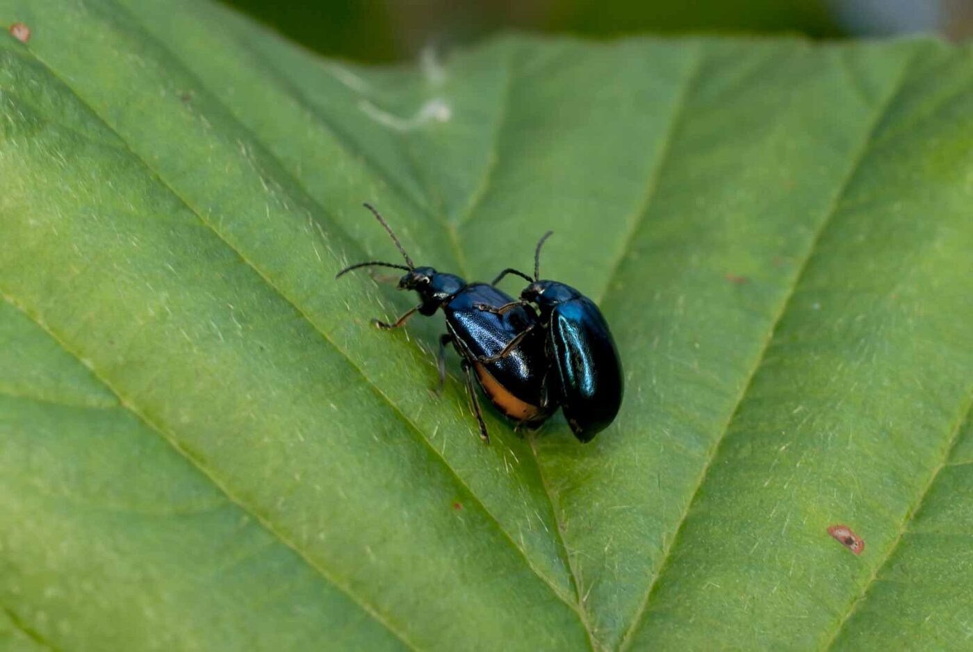 2017-05-06 - NSG Brinksknapp Recklinghausen