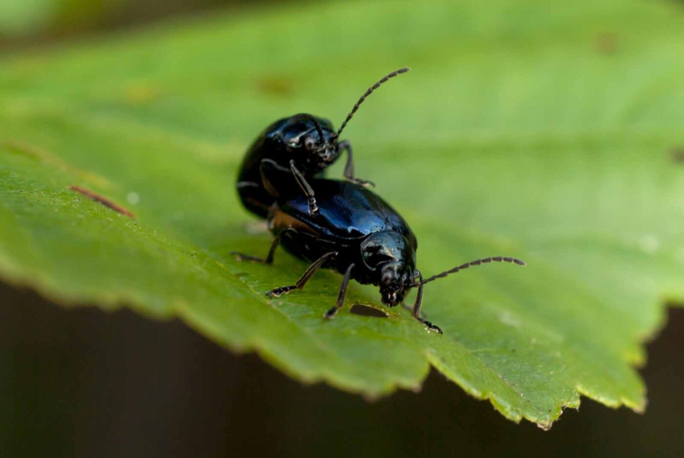 2017-05-06 - NSG Brinksknapp Recklinghausen