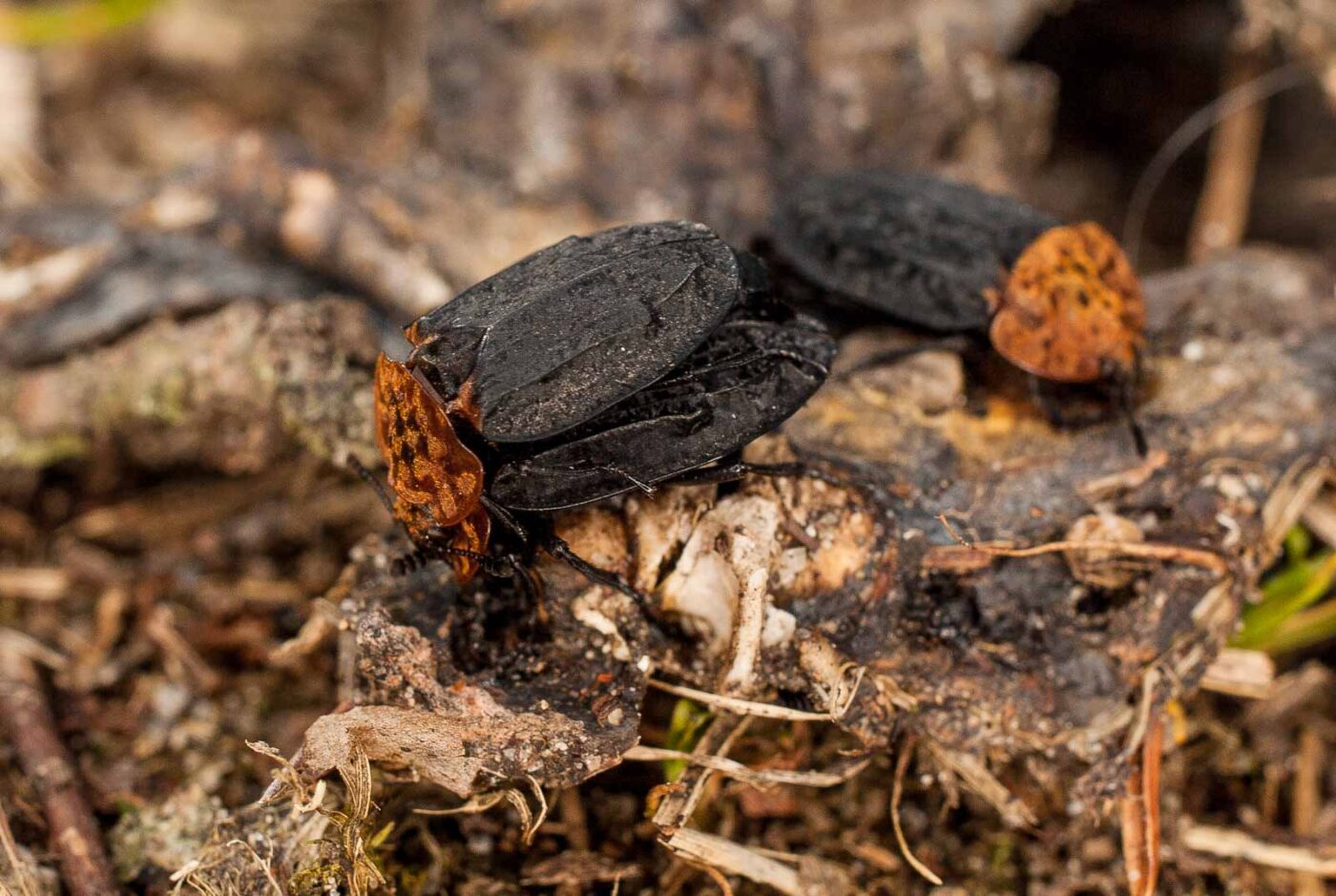 2017-05-06 - NSG Brinksknapp Recklinghausen