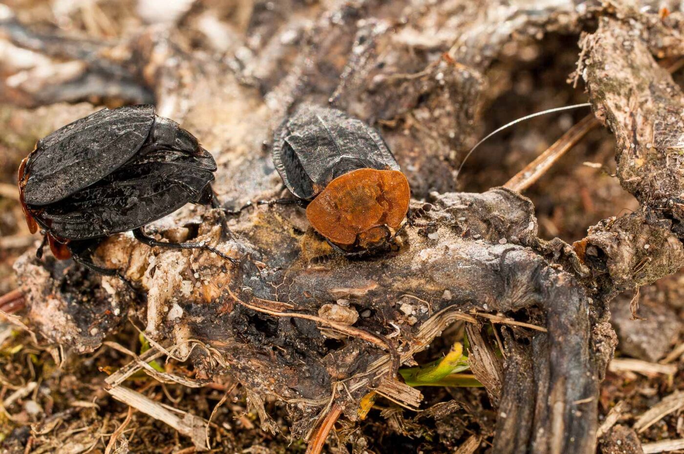 2017-05-06 - NSG Brinksknapp Recklinghausen