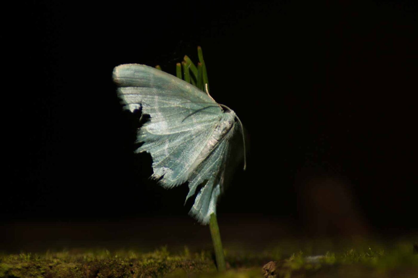 2017-05-10 - NSG Brinksknapp Recklinghausen