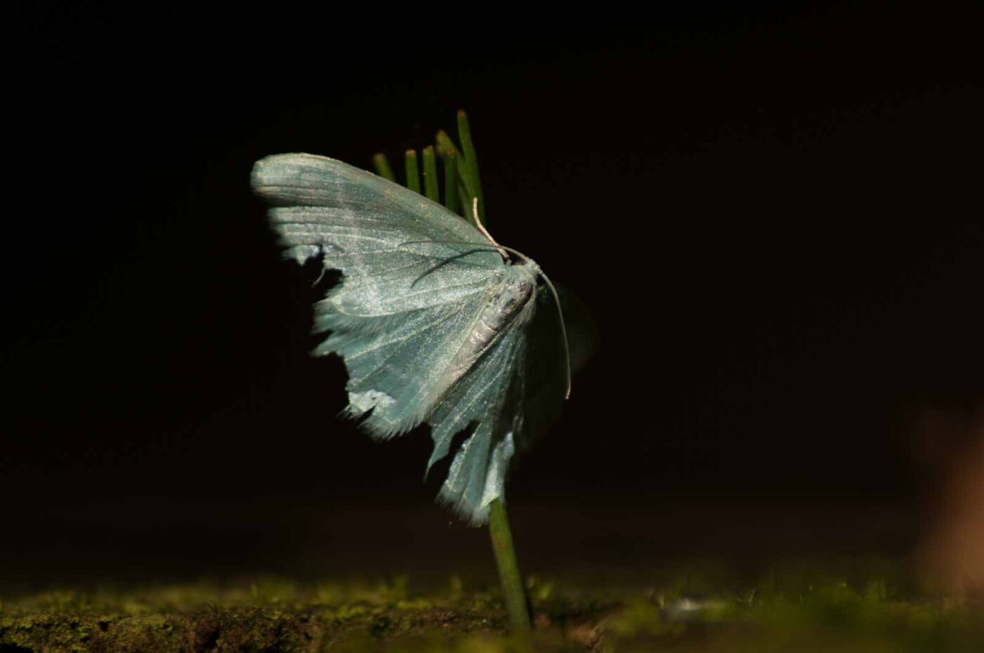 2017-05-10 - NSG Brinksknapp Recklinghausen