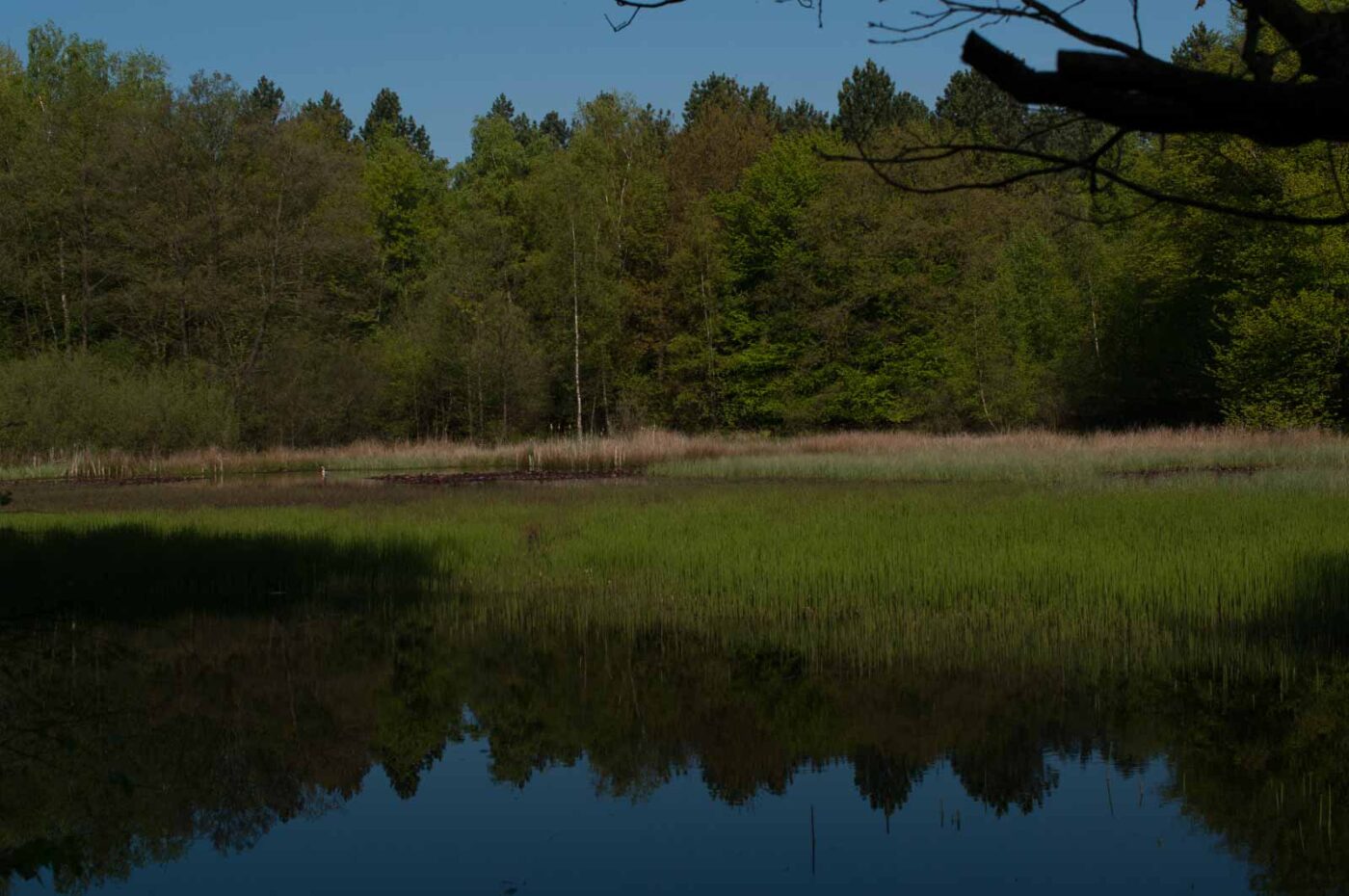 2017-05-10 - NSG Brinksknapp Recklinghausen