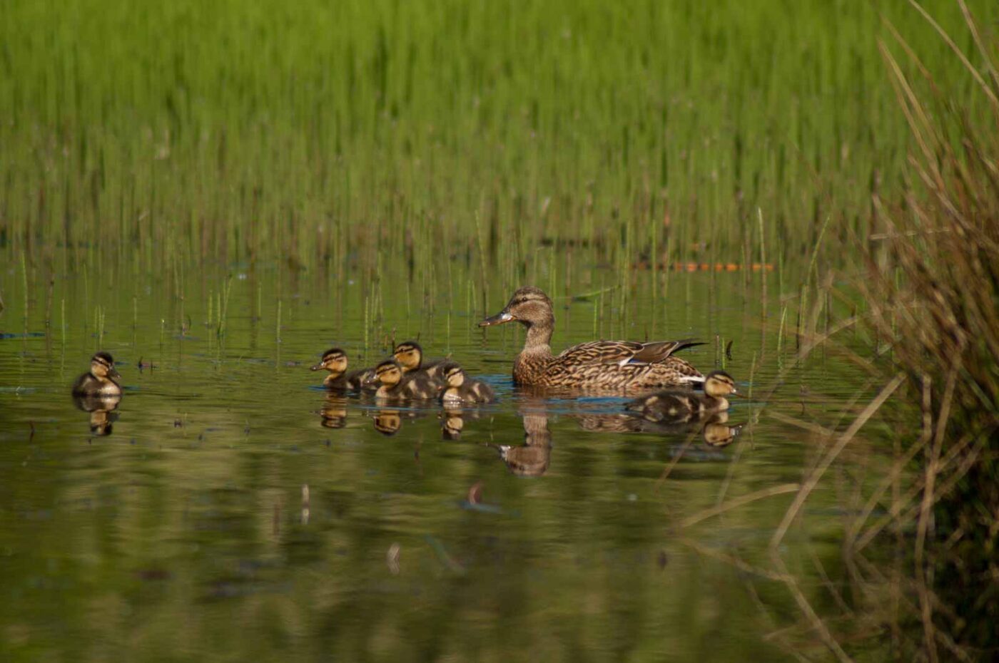 2017-05-10 - NSG Brinksknapp Recklinghausen