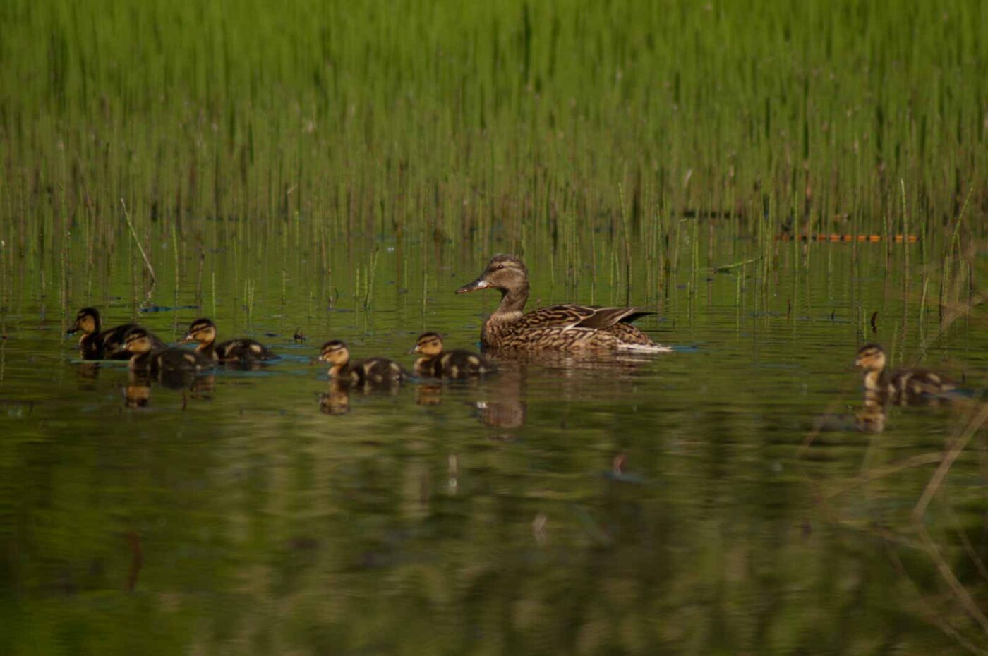 2017-05-10 - NSG Brinksknapp Recklinghausen