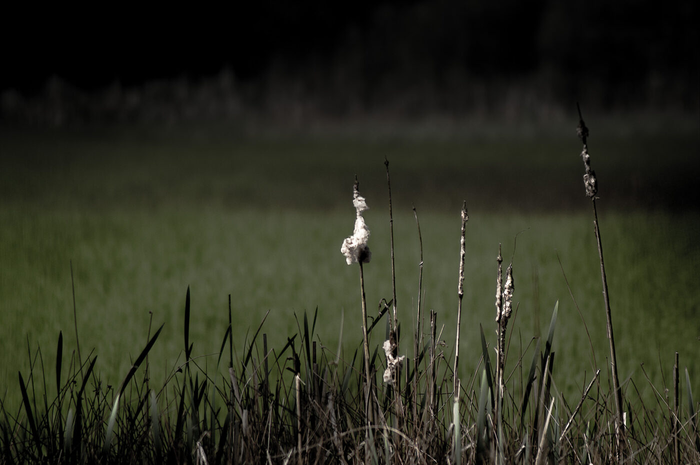 2017-05-10 - NSG Brinksknapp Recklinghausen