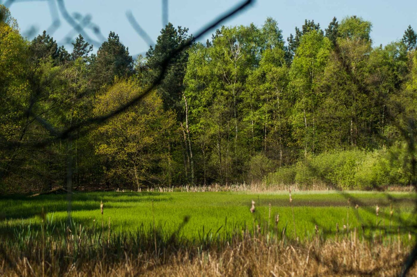 2017-05-10 - NSG Brinksknapp Recklinghausen