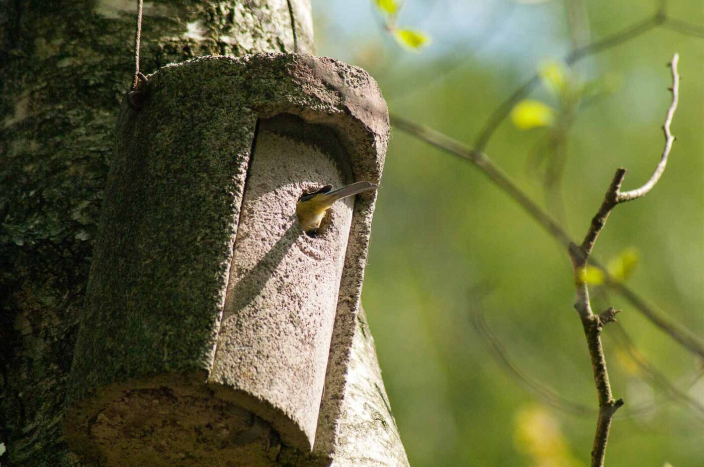 2017-05-10 - NSG Brinksknapp Recklinghausen