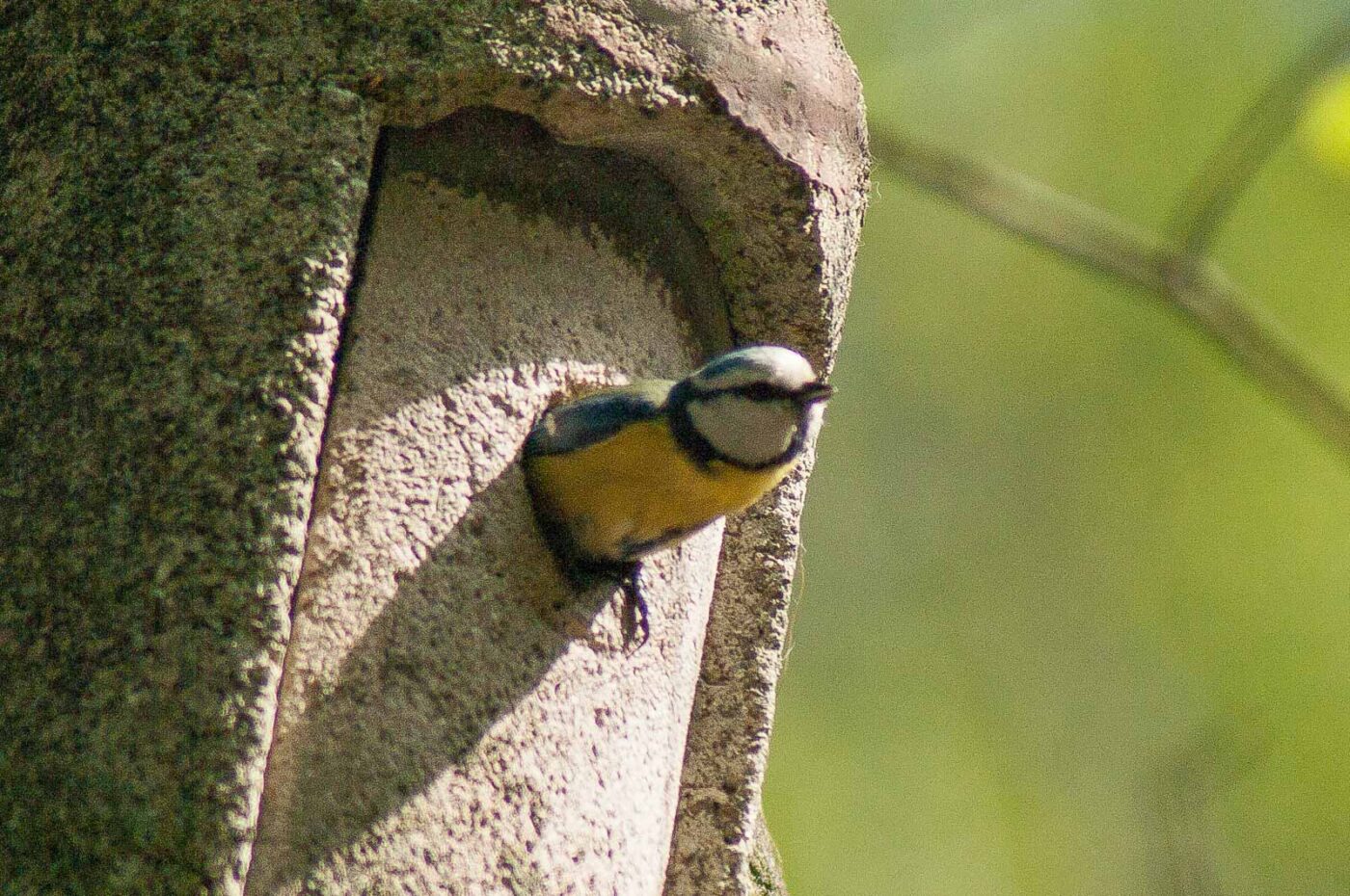 2017-05-10 - NSG Brinksknapp Recklinghausen