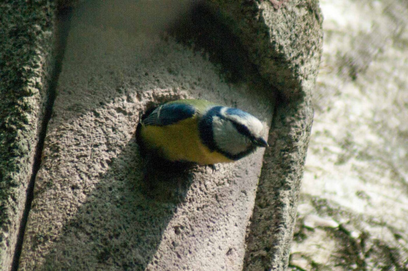 2017-05-10 - NSG Brinksknapp Recklinghausen