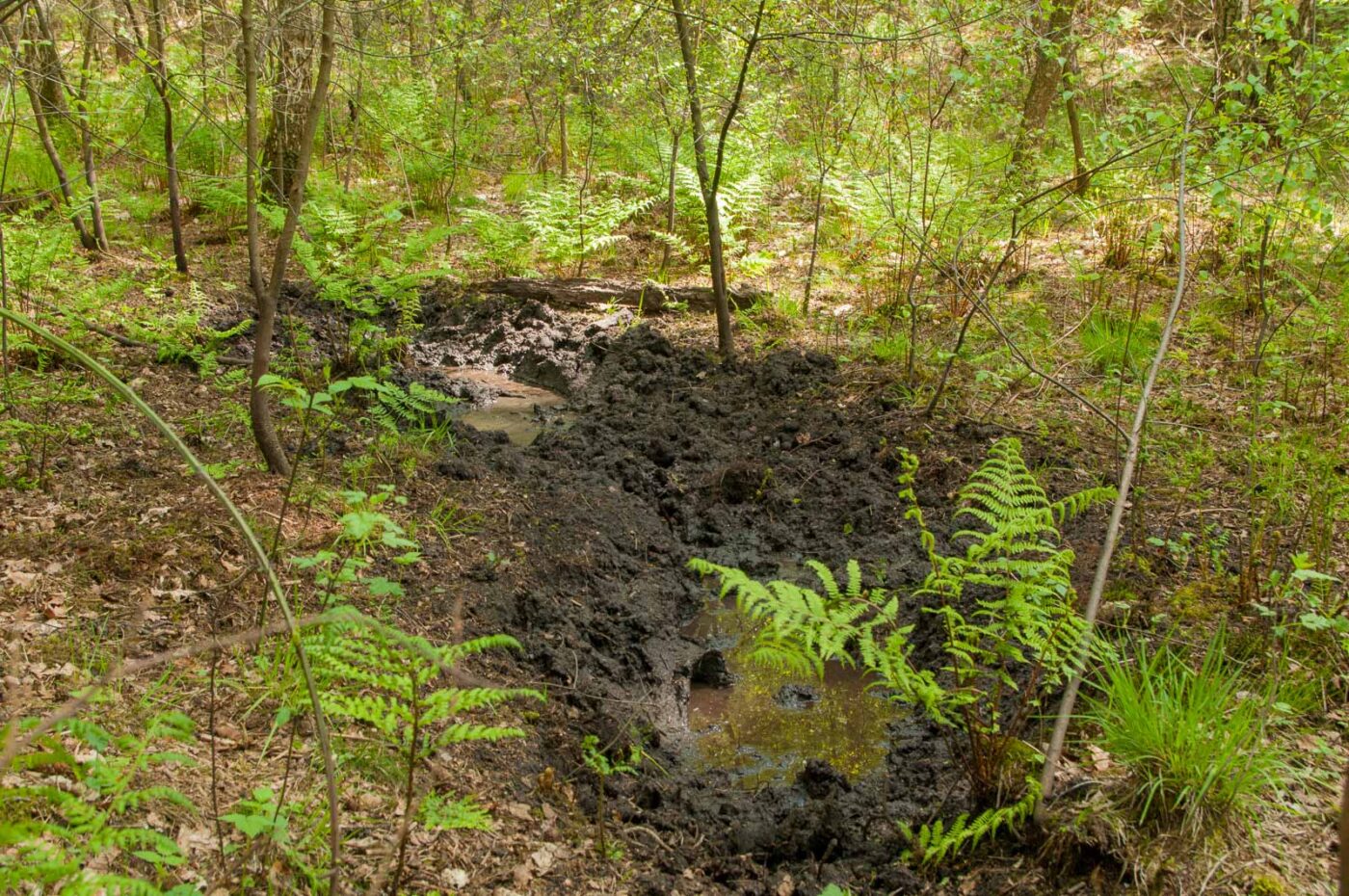 2017-05-10 - NSG Brinksknapp Recklinghausen