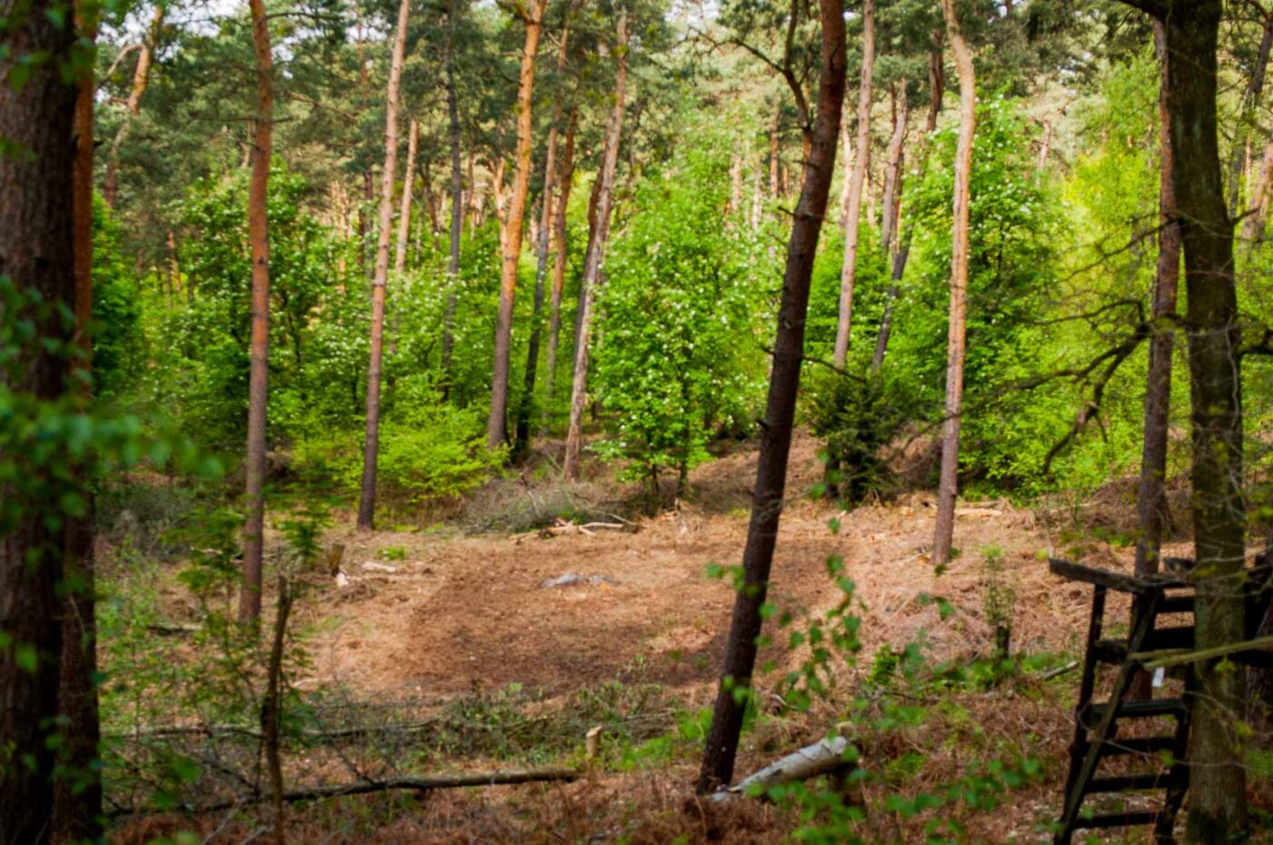 2017-05-10 - NSG Brinksknapp Recklinghausen