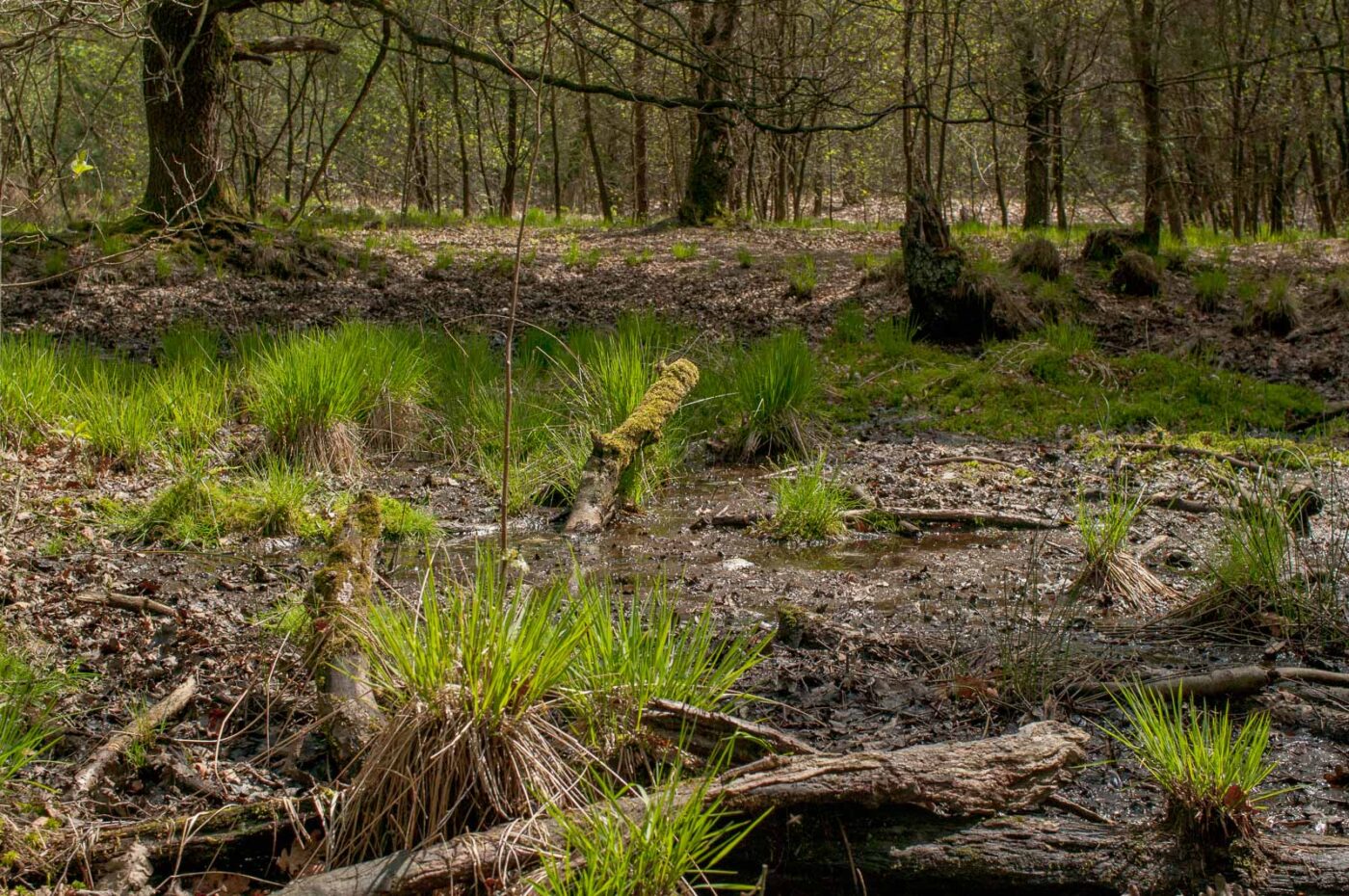 2017-05-10 - NSG Brinksknapp Recklinghausen