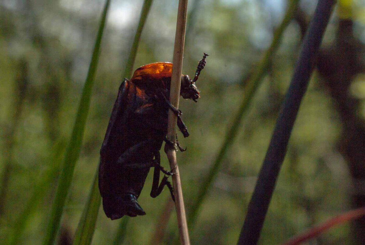 2017-05-10 - NSG Brinksknapp Recklinghausen