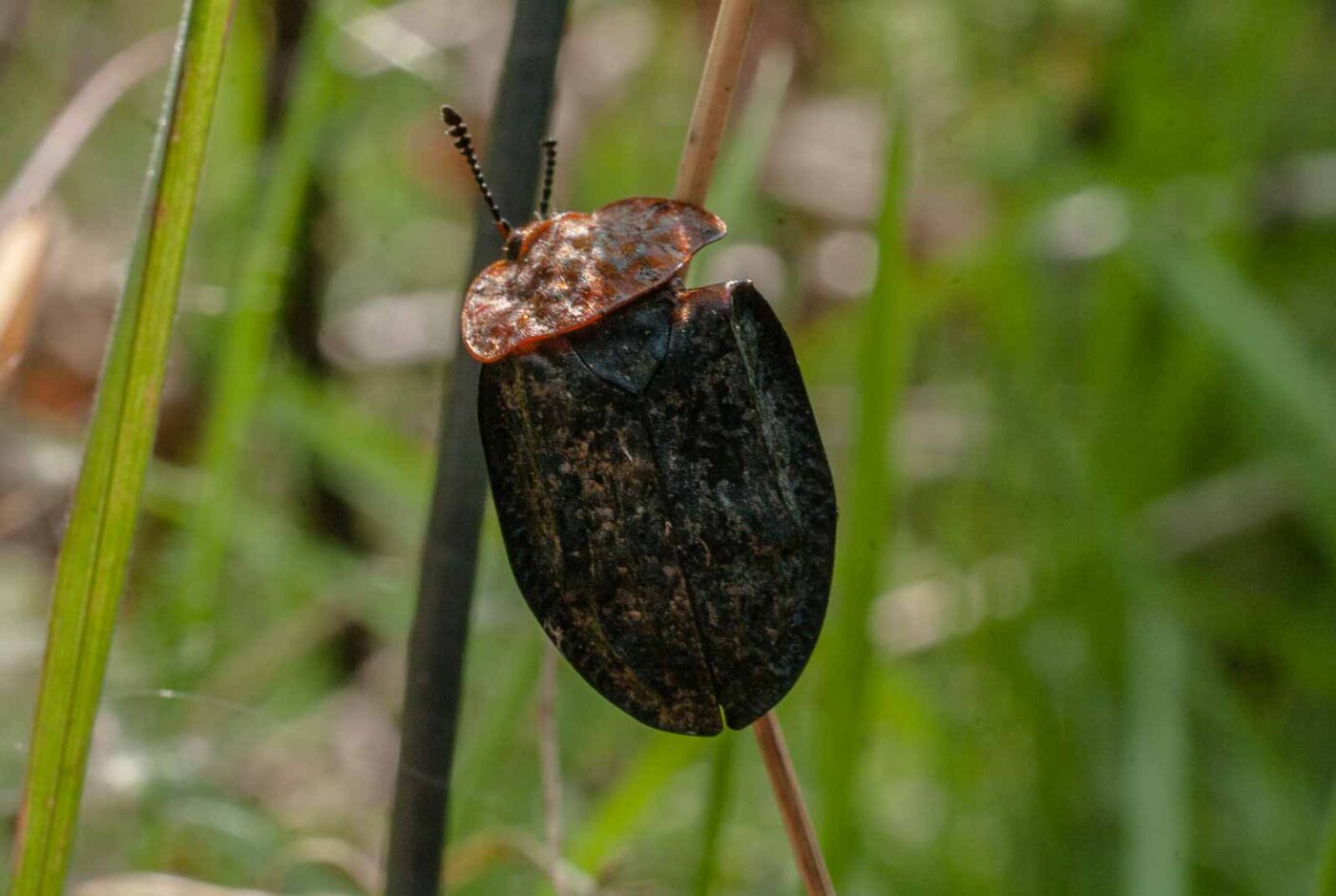 2017-05-10 - NSG Brinksknapp Recklinghausen