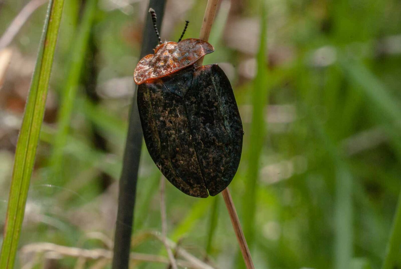 2017-05-10 - NSG Brinksknapp Recklinghausen