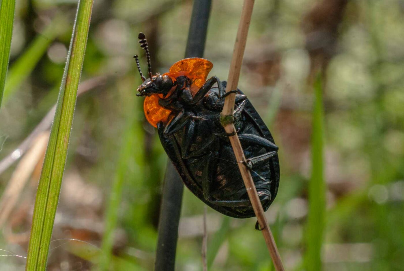2017-05-10 - NSG Brinksknapp Recklinghausen