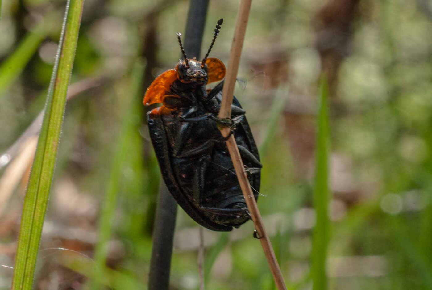 2017-05-10 - NSG Brinksknapp Recklinghausen