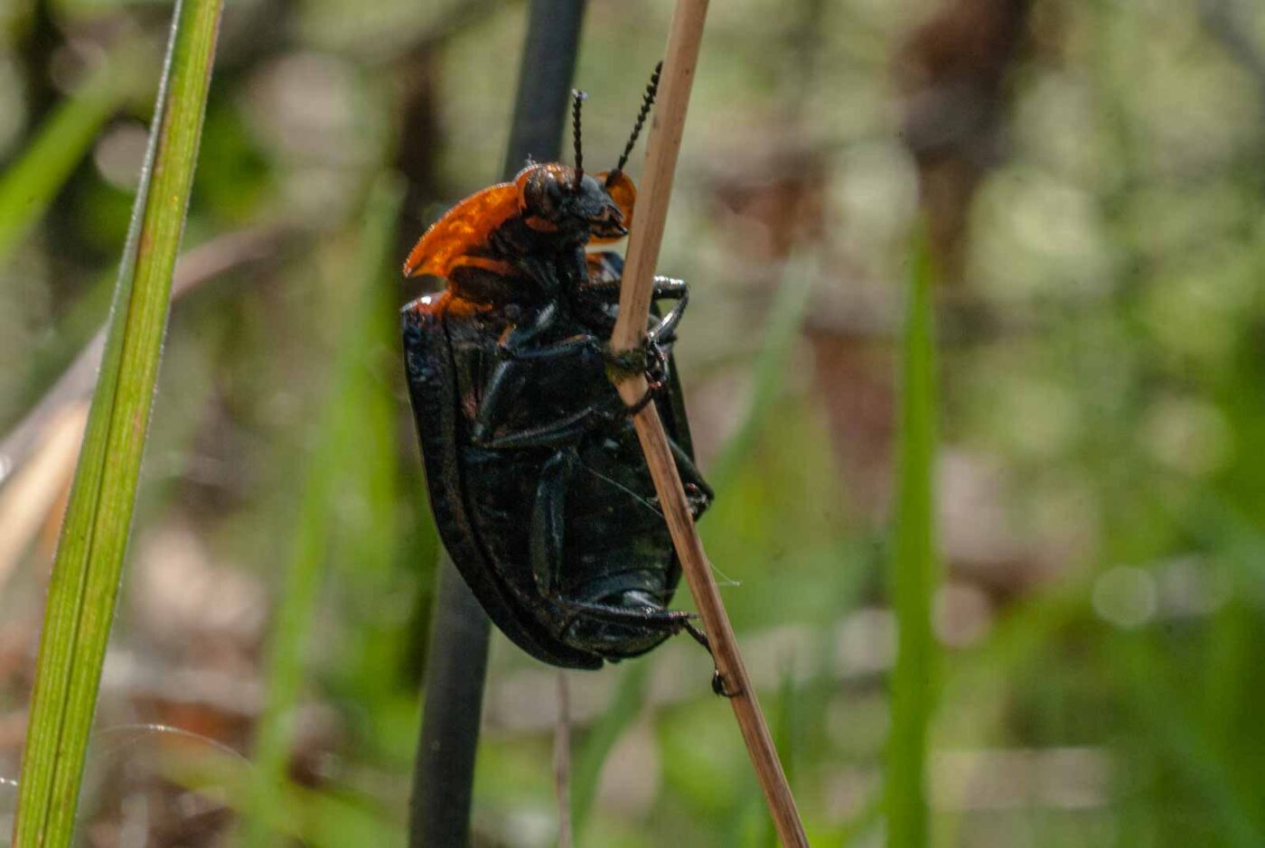 2017-05-10 - NSG Brinksknapp Recklinghausen