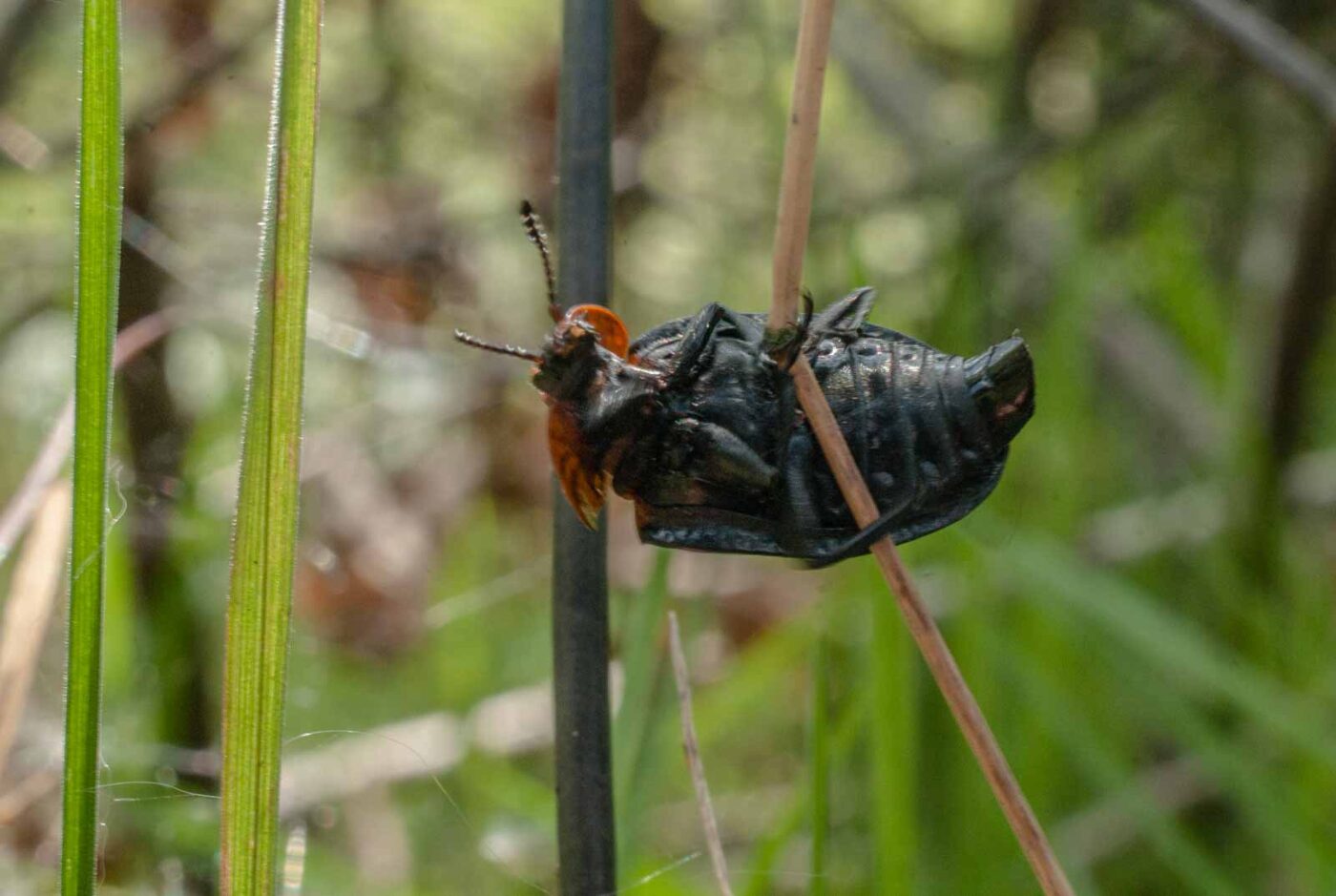 2017-05-10 - NSG Brinksknapp Recklinghausen