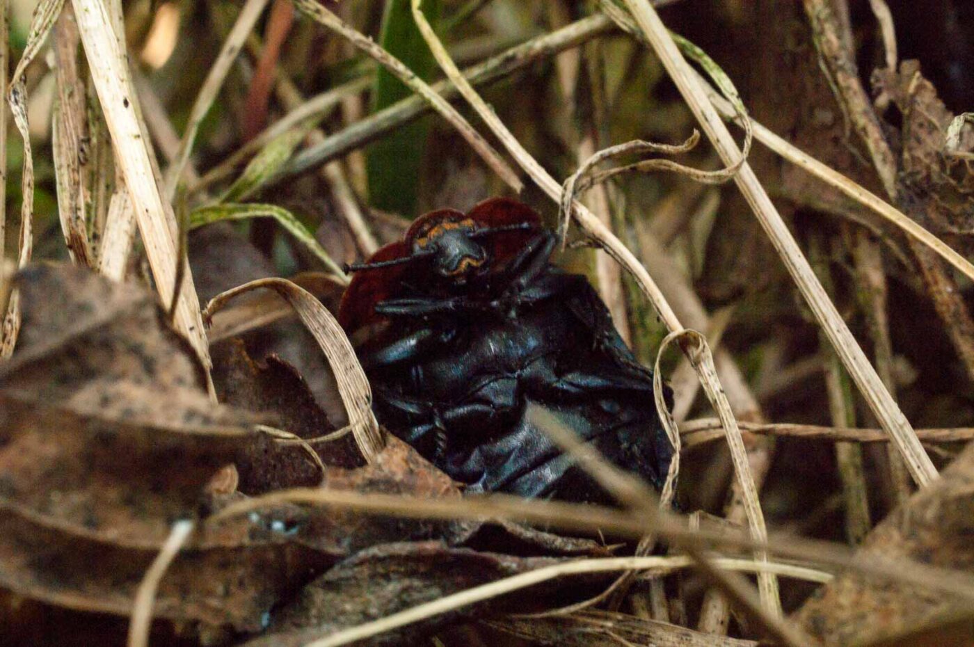 2017-05-10 - NSG Brinksknapp Recklinghausen