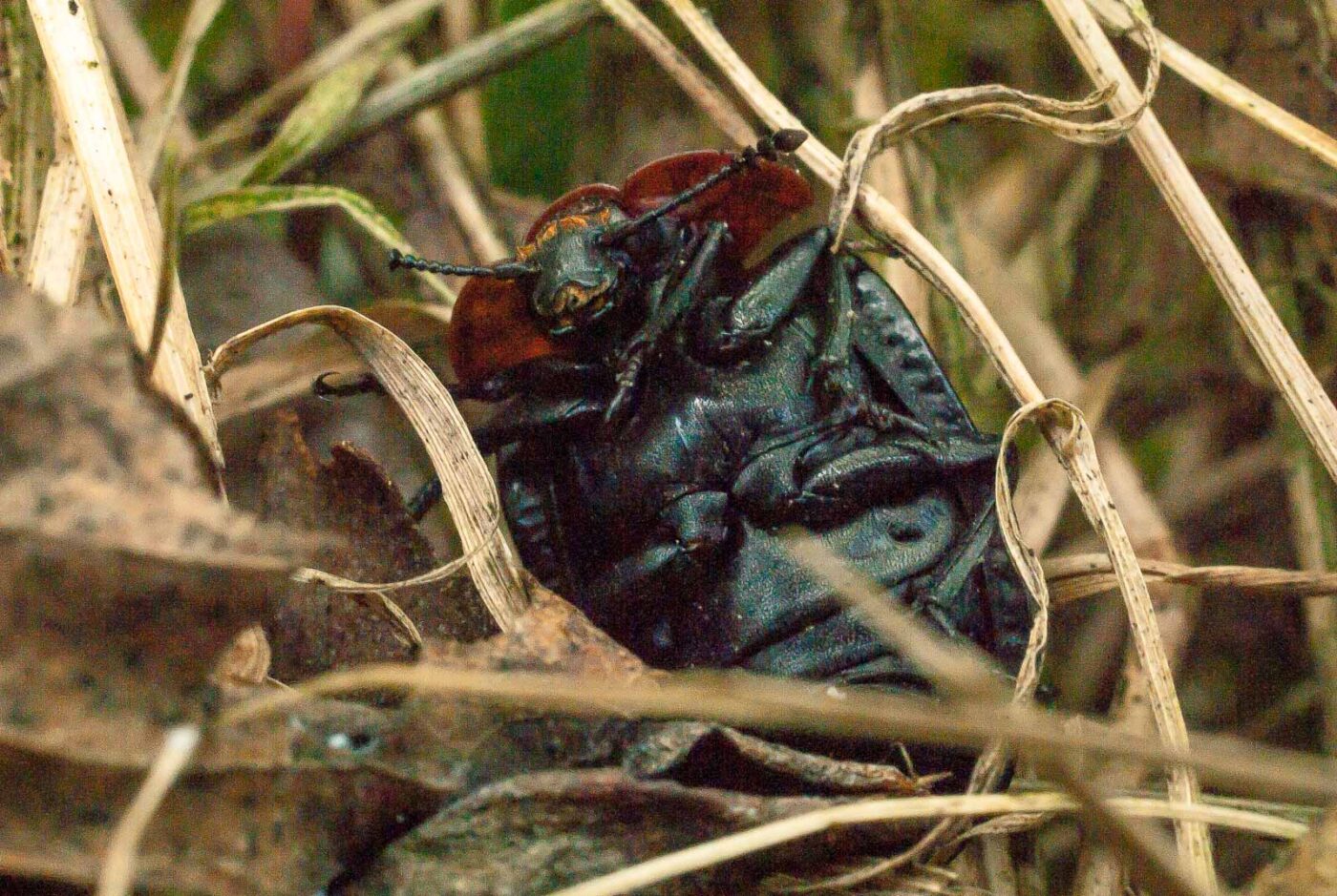 2017-05-10 - NSG Brinksknapp Recklinghausen