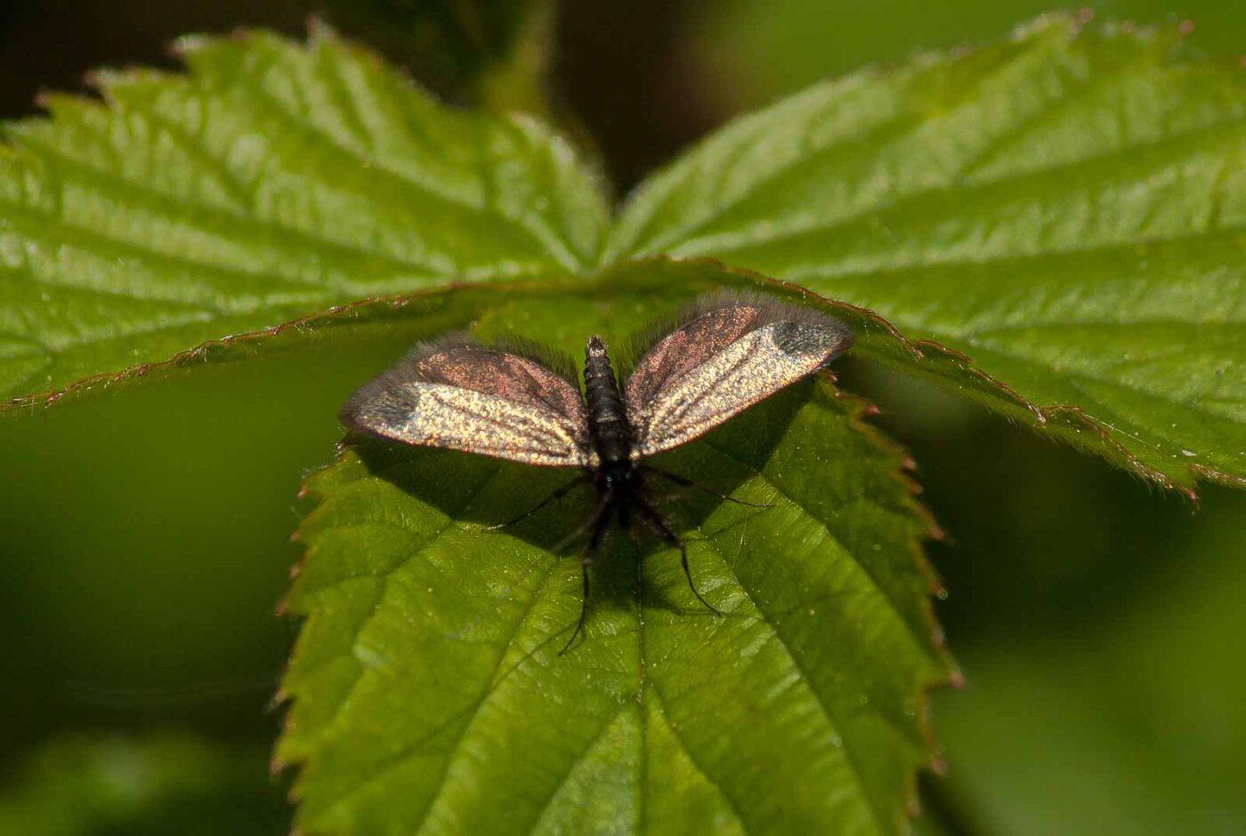 2017-05-10 - NSG Brinksknapp Recklinghausen