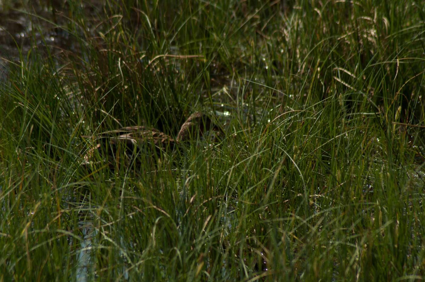 2017-05-10 - NSG Brinksknapp Recklinghausen