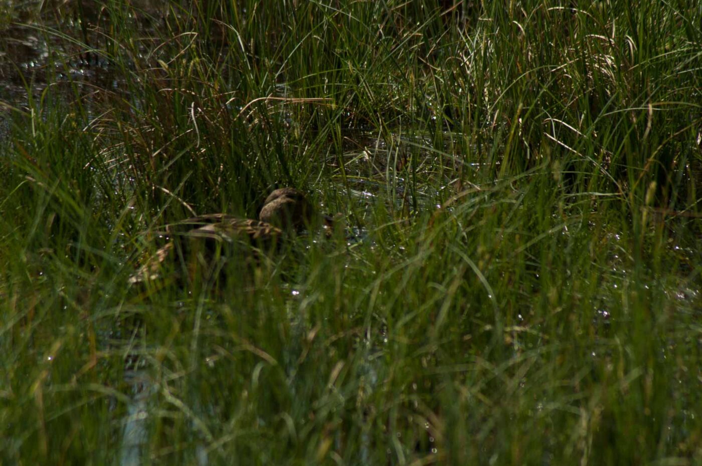 2017-05-10 - NSG Brinksknapp Recklinghausen