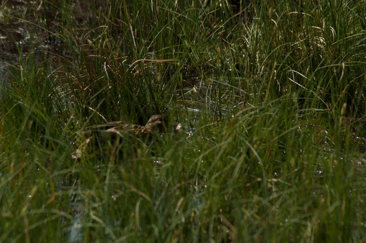 2017-05-10 - NSG Brinksknapp Recklinghausen