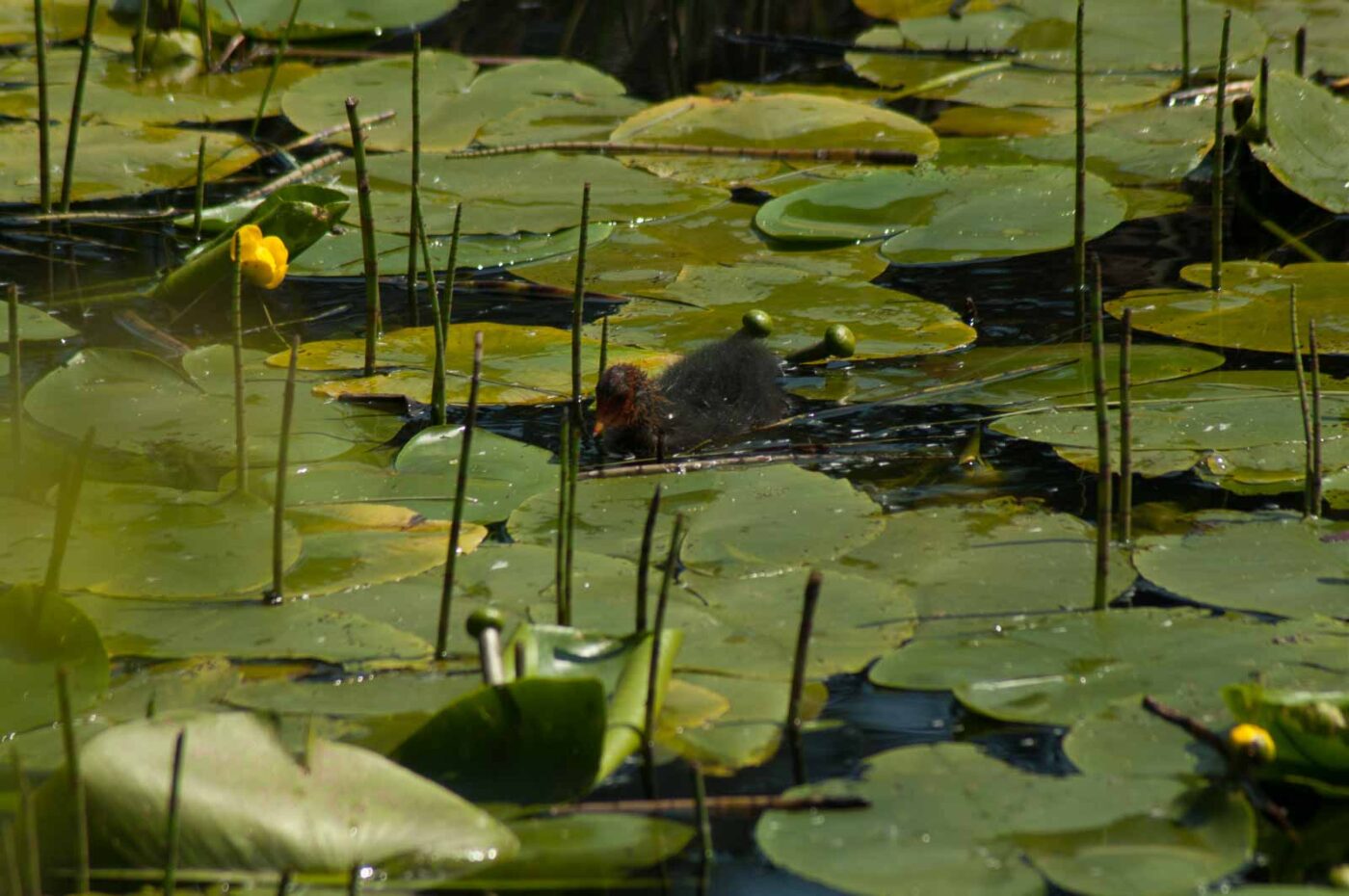 2017-05-10 - NSG Brinksknapp Recklinghausen