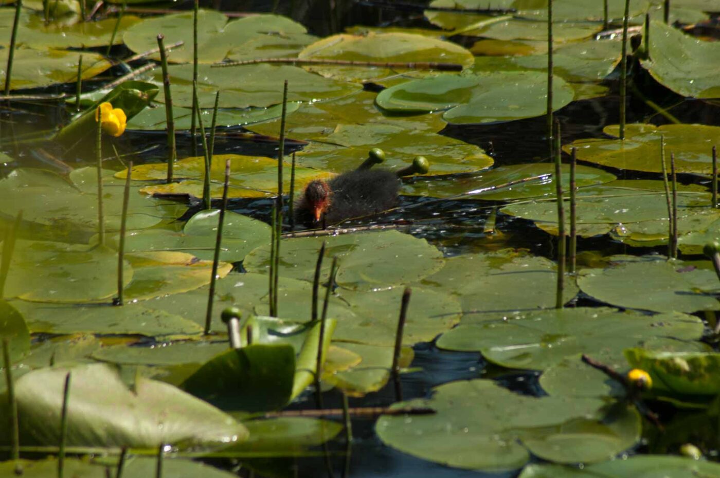 2017-05-10 - NSG Brinksknapp Recklinghausen