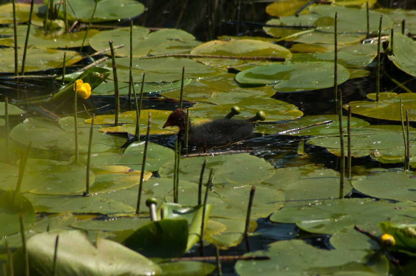 2017-05-10 - NSG Brinksknapp Recklinghausen