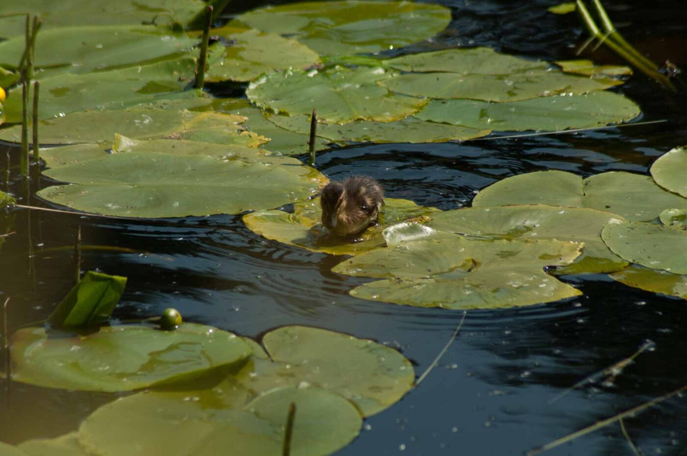 2017-05-10 - NSG Brinksknapp Recklinghausen