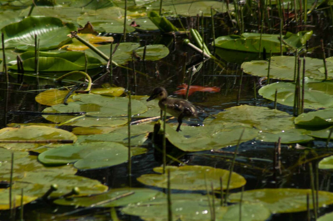 2017-05-10 - NSG Brinksknapp Recklinghausen