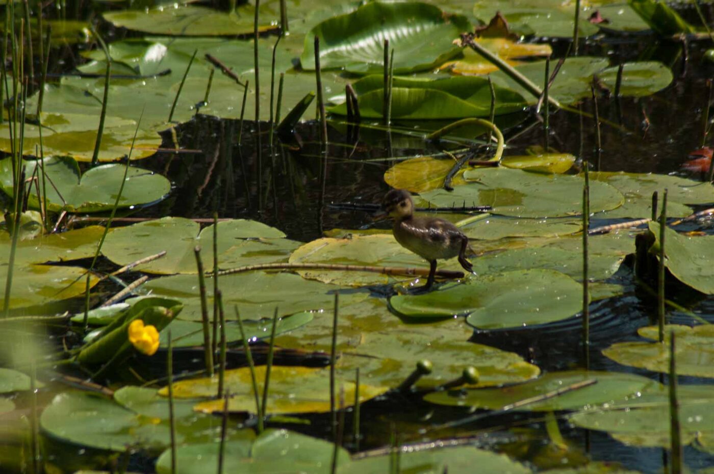 2017-05-10 - NSG Brinksknapp Recklinghausen