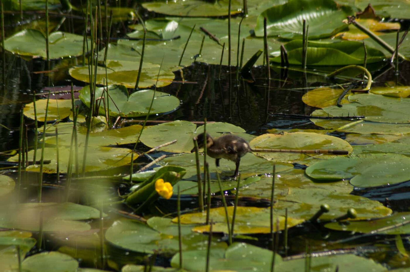 2017-05-10 - NSG Brinksknapp Recklinghausen