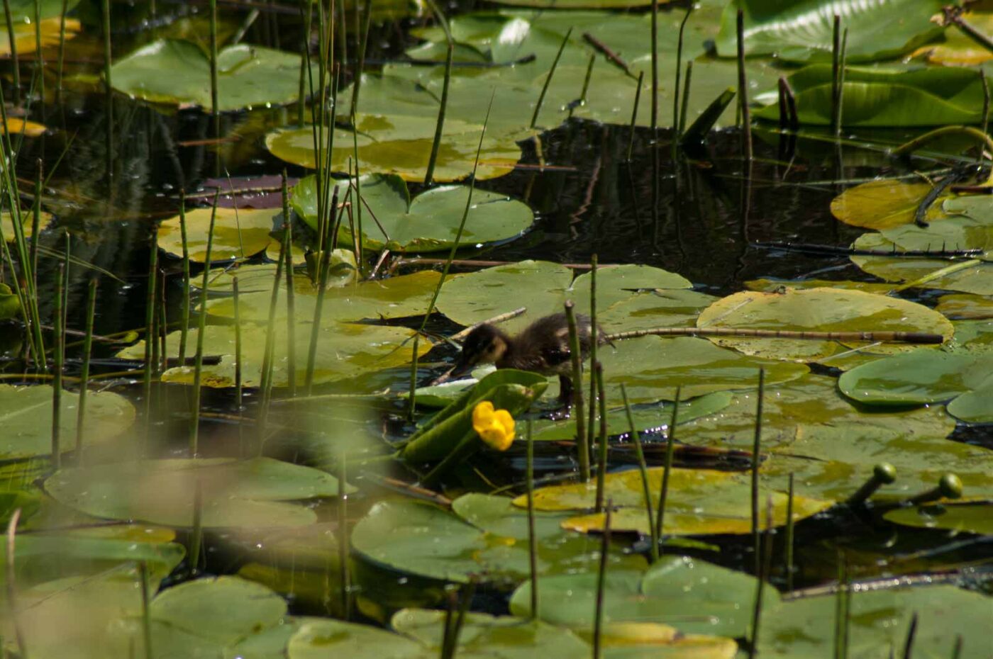 2017-05-10 - NSG Brinksknapp Recklinghausen