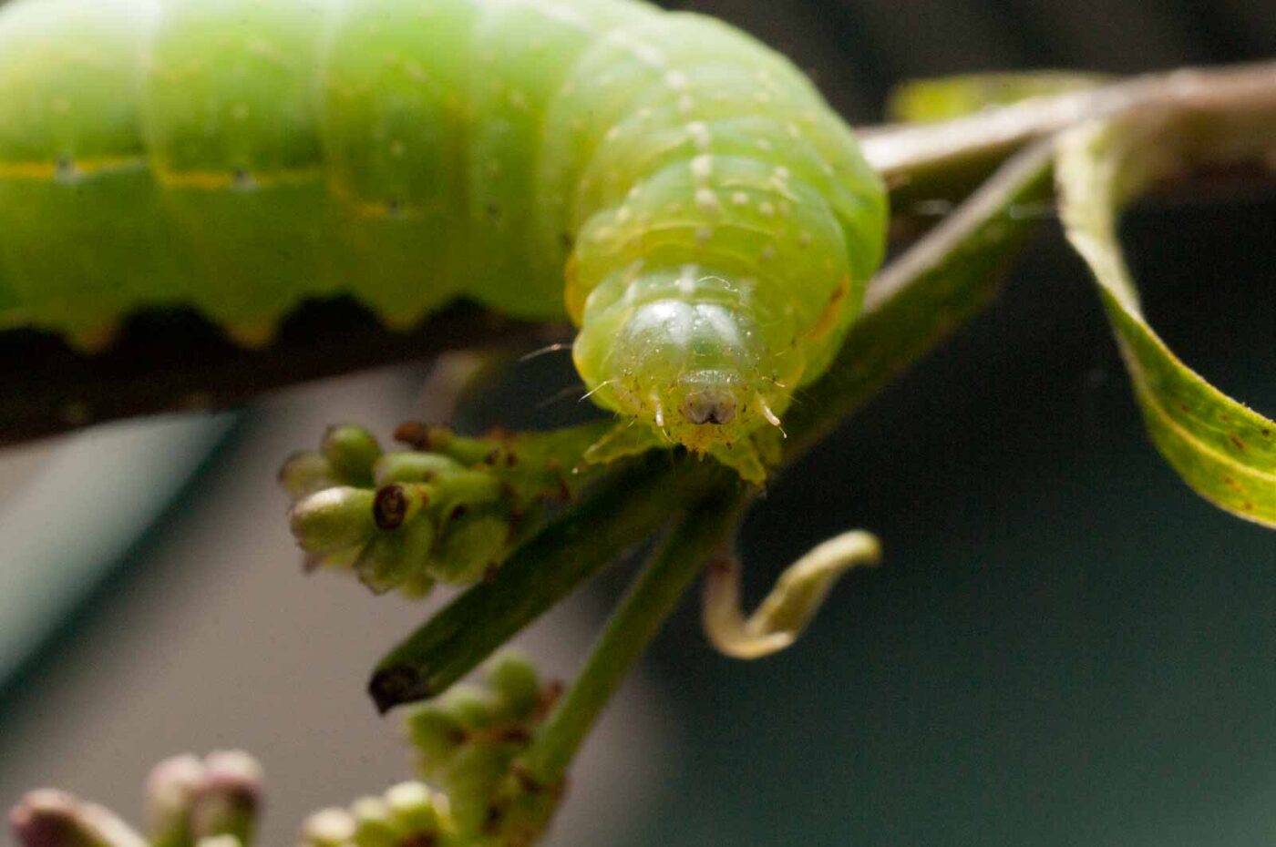2017-05-14 - RE-sidenzia auf'm BallKong
