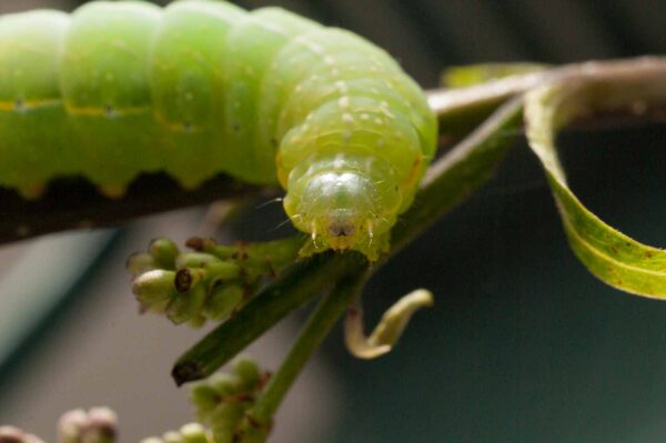 2017-05-14 - RE-sidenzia auf'm BallKong