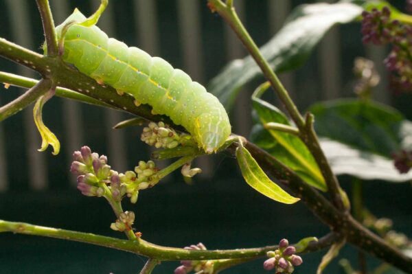 2017-05-14 - RE-sidenzia auf'm BallKong