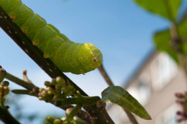 2017-05-14 - RE-sidenzia auf'm BallKong