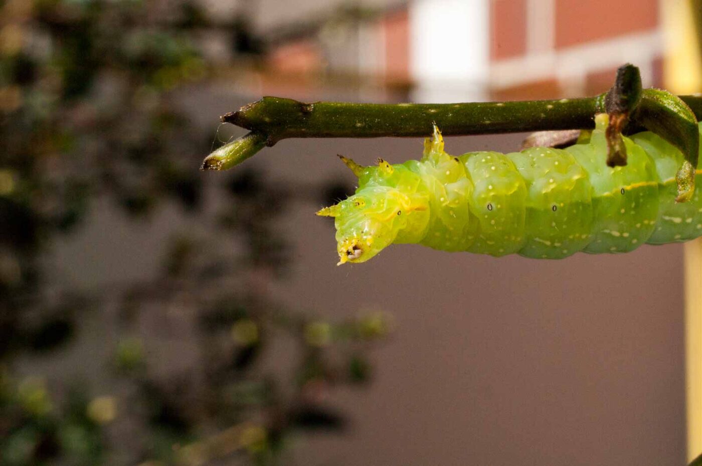 2017-05-14 - RE-sidenzia auf'm BallKong