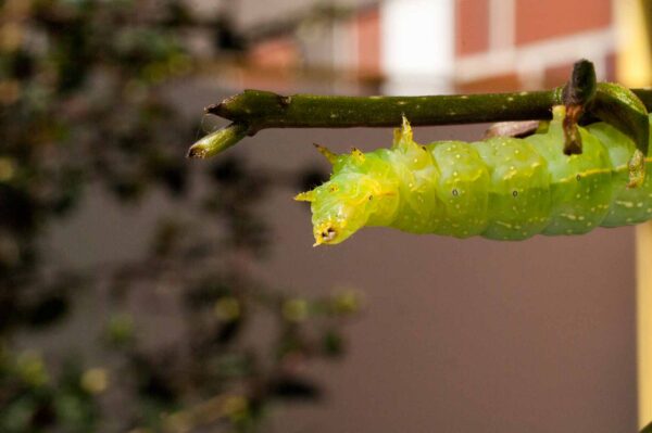 2017-05-14 - RE-sidenzia auf'm BallKong