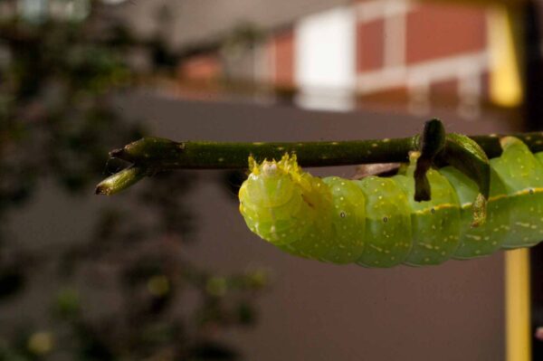 2017-05-14 - RE-sidenzia auf'm BallKong