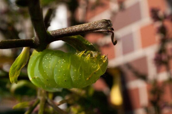 2017-05-14 - RE-sidenzia auf'm BallKong