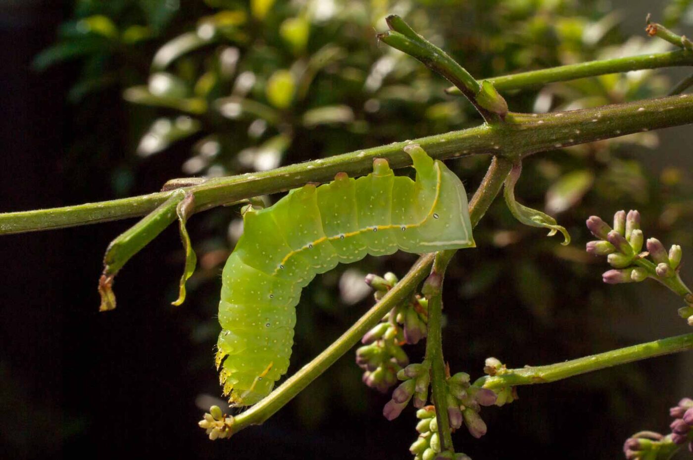 2017-05-14 - RE-sidenzia auf'm BallKong