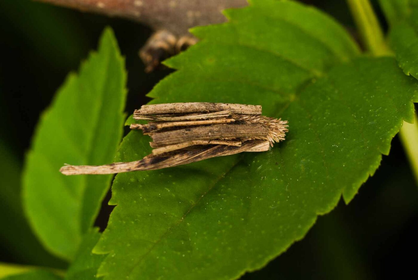 2017-05-14 - EmscherValleyWay Recklinghausen