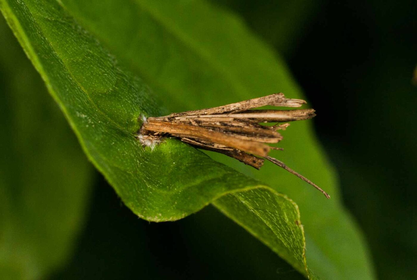 2017-05-14 - EmscherValleyWay Recklinghausen